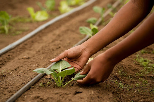 unnamed-20 Climate Change, Agriculture and Food Security